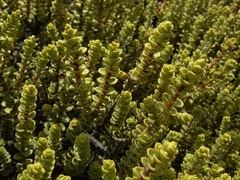 Veronica buchananii