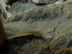 Notogrammitis patagonica