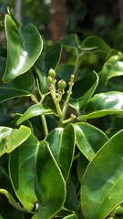 Bergera crenulata, photograph Cheng-Te Hsu, CC BY, iNaturalist via GBIF