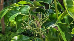 Bergera crenulata, photograph Cheng-Te Hsu, CC BY, iNaturalist via GBIF