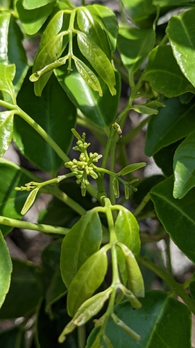 Bergera crenulata, photograph 6