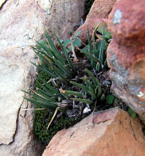 Haworthia wittebergensis W.F.Barker 2