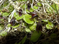 Corybas orbiculatus