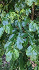 Bergera crenulata