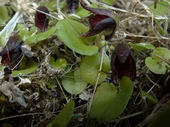 Corybas orbiculatus