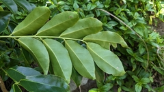 Bergera crenulata, photograph Cheng-Te Hsu, CC BY, iNaturalist via GBIF