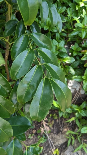 Bergera crenulata, photograph 3