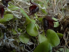 Corybas orbiculatus