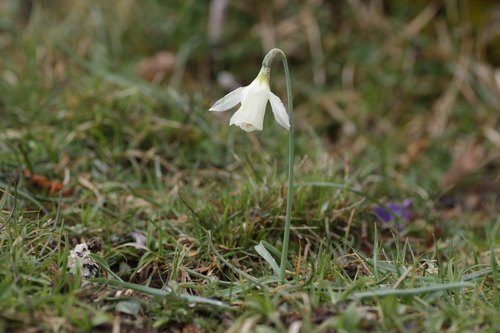 Image of Narcissus moschatus by (c) Mark Gurney, some rights reserved (CC BY)