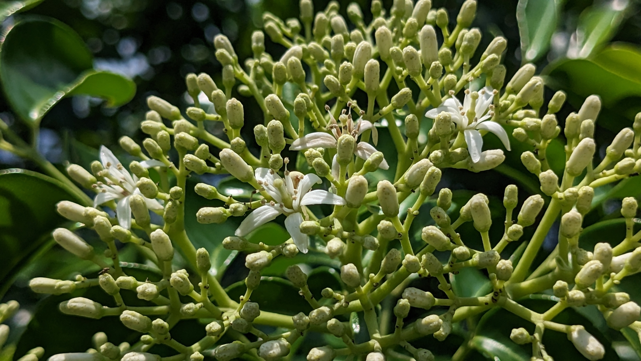 Bergera crenulata