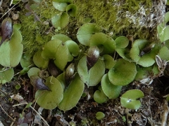 Corybas orbiculatus