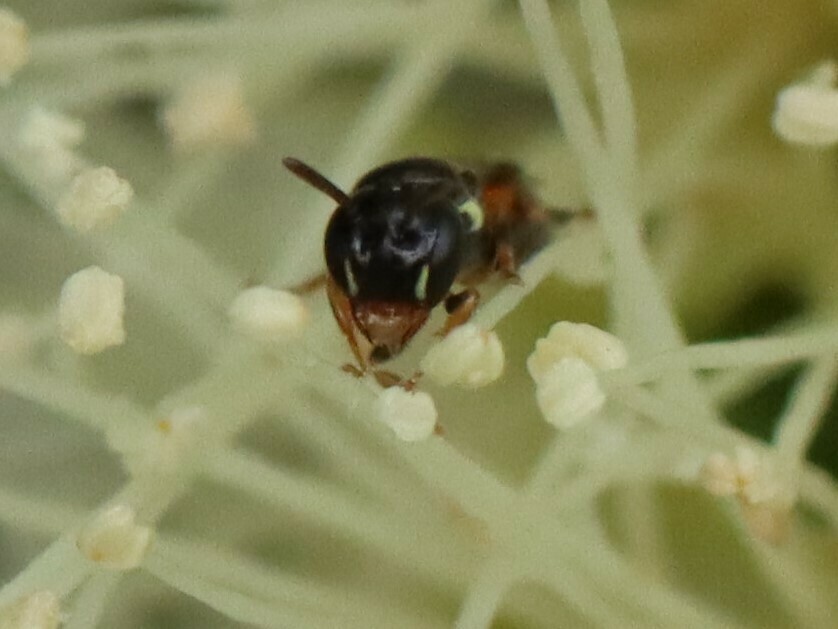 Littler's Masked Bee from Warrimoo NSW 2774, Australia on April 3, 2023 ...