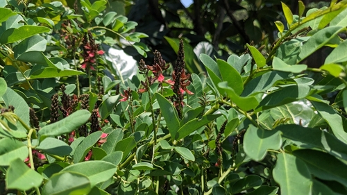 Image of Indigofera zollingeriana by (c) Cheng-Te Hsu, some rights reserved (CC BY)
