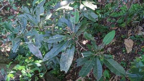 Semecarpus longifolius