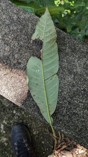 Semecarpus longifolius