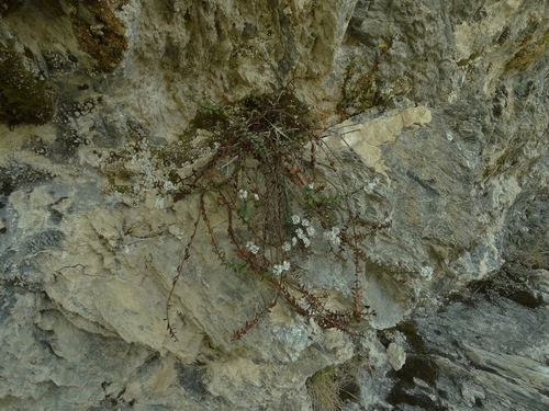 Veronica biggarii observed 2015-11-13
