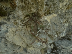 Veronica biggarii