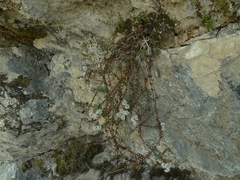 Veronica biggarii