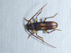 Tylonotus bimaculatus