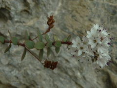 Veronica biggarii