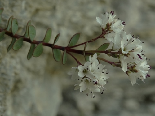Biggar's Veronica (Veronica biggarii)