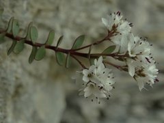 Veronica biggarii