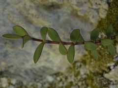 Veronica biggarii