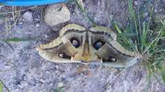 Antheraea oculea