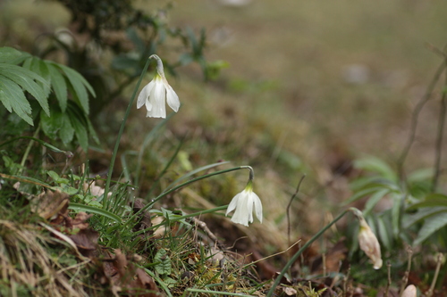 White Daffodil (Narcissus moschatus)