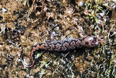 Desmognathus ocoee