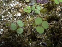 Azorella hookeri