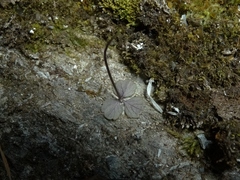 Azorella hookeri