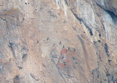 Rhynchopsitta terrisi