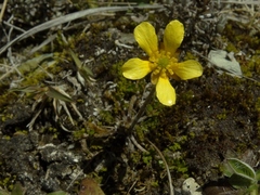 Ranunculus gracilipes