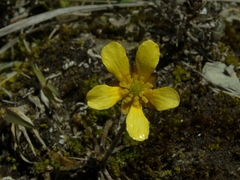 Ranunculus gracilipes