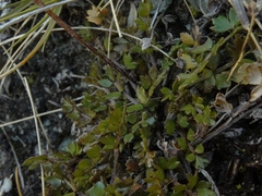 Ranunculus gracilipes