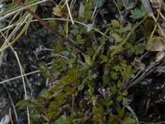 Ranunculus gracilipes