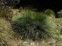 Aciphylla glaucescens