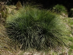 Aciphylla glaucescens