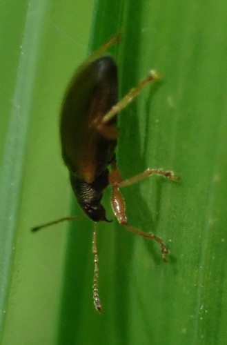 šupináčik obyčajný (Phyllobius oblongus)