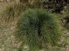 Aciphylla glaucescens