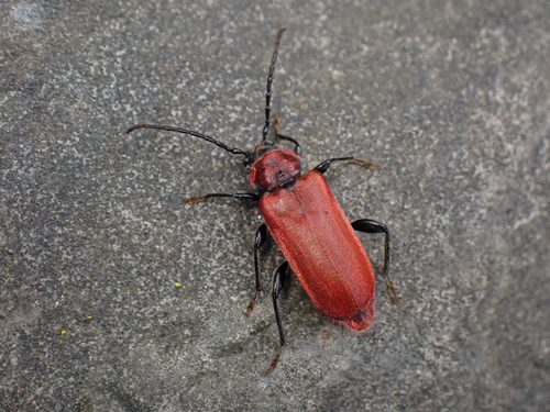 fuzáč červený (Pyrrhidium sanguineum)