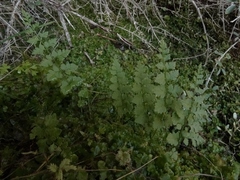 Cystopteris tasmanica