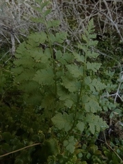 Cystopteris tasmanica
