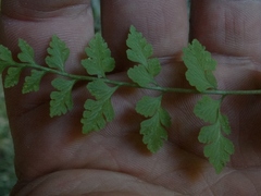 Cystopteris tasmanica
