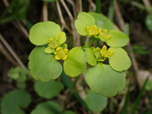 slezinovka striedavolistá (Chrysosplenium alternifolium)