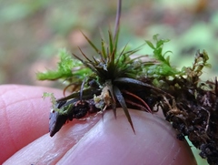 Polytrichastrum ohioense