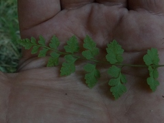 Cystopteris tasmanica