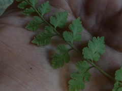 Cystopteris tasmanica