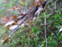 Polytrichastrum ohioense